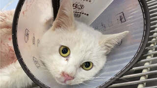 Kidnapping instead of buying hurt my leg (I was careless when naming it; it's still not quite accura