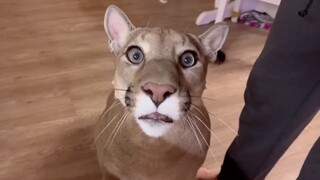 عندما يشعر فهد أمريكي بالحاجة الماسة لأكل اللحم...