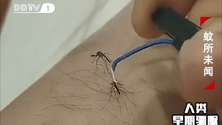 Precious images of humanity's early mosquito eradication efforts