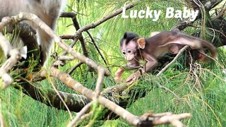 Pity To See Tiny Baby Bean Falls On Branch Of Tree, Lucky Baby Monkey Bean