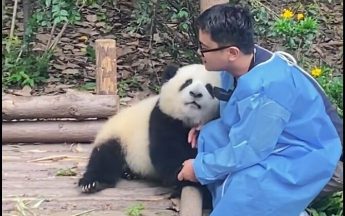 【Bersama Bunga】Hua Baoji manja pada ayahnya saat ulang tahun, Hua Hua yang lengket dan mesra