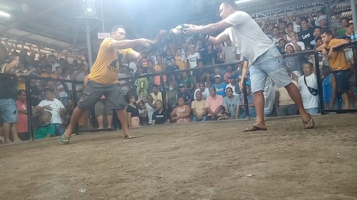 first fight winner @babak gallera.