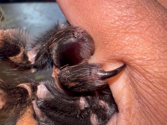 As I was handling my female Mexican red-knee tarantula (Brachypelma hamorii), it began sinking its m