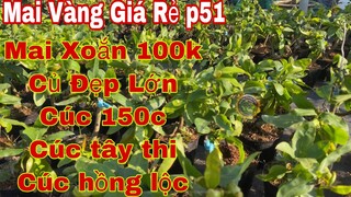 mai vàng giá rẻ p51 | 0369916696 Nhi | mai xoắn giá 100k - cúc 150 cánh 80-tây thi 80k -hồng lộc 80k