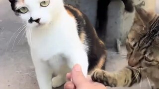 Cat: We've shaken hands already, what about the food?