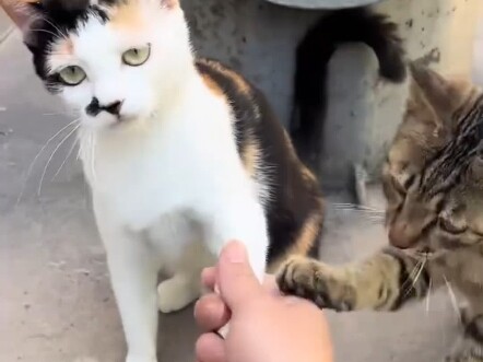 猫：握完手了，吃的呢？