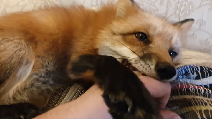 Little Fox Bites Its Paws