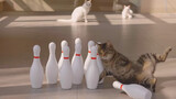 [Animals]Cats having fun with Bowling