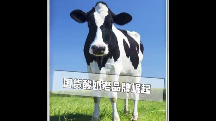 Perang bisnis paling kotor tahun ini: Pasti ada dalang jahat di balik yogurt Xinjiang Xiyu Chun!