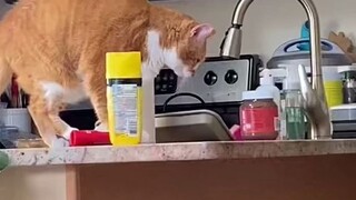 استخدم شريط لاصق من الجانبين لإيقاع القطة الفضولية في مقلب، فبدأت القطة البرتقالية الكبيرة على الفور