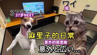 【Thịt chín】NEET 37 tuổi tìm đến Mariko để cùng chơi Apex tại quán net | Meme mèo