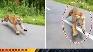 Những Cuộc Chạm Trán Đầy Kinh Ngạc Với Động Vật Hoang Dã Trên Đường #01 | Animals On The Road