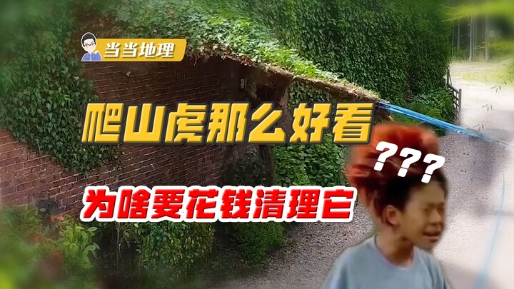 爬山虎那么好看，为啥国外要花钱清理它，国内却到处种？【当当地理】