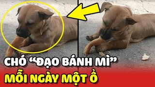 Chú chó "ĐẠO BÁNH MÌ" mỗi ngày chỉ cần gặm 1 ổ là đủ no 😂 | Yêu Lu