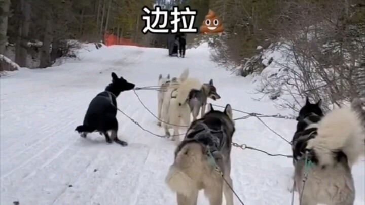 Masinis kereta luncur juga punya tiga kebutuhan alami, Vada Xi sudah tidak bisa menahannya lagi.