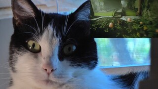 Cat Reacts to -STRAY- Gameplay Walkthrough