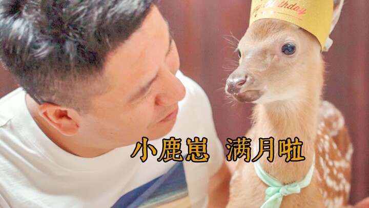 Celebrating the little sika deer’s one-month milestone—let’s see what Old Si has prepared as a gift;