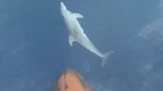 The dolphin "riding the bow wave," effortlessly gliding forward at high speed by taking advantage of