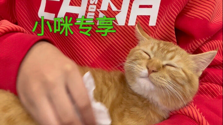 The Cutest Cat on the Internet