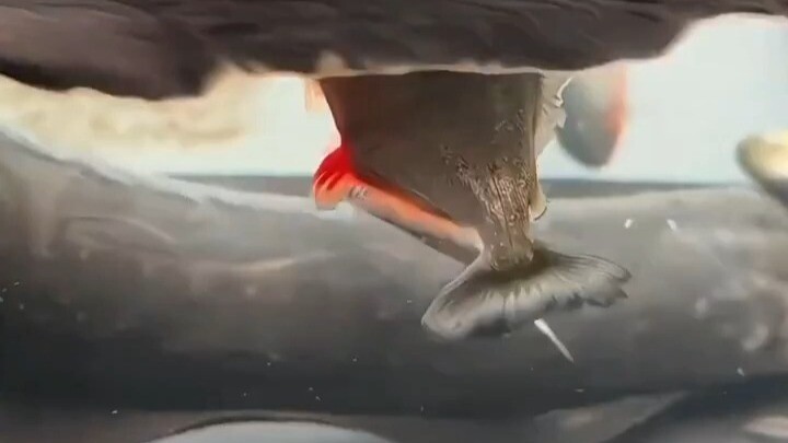 Piranha vs. Electric Eel