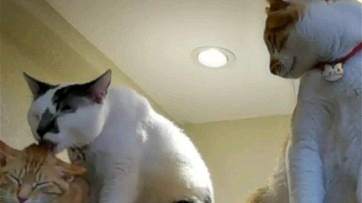 The incredible relationship between triangle cats!