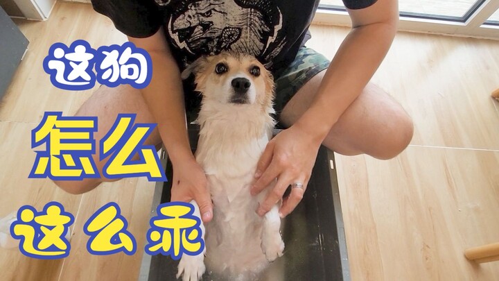 มีหมาน้อยที่เชื่อฟังขนาดนี้ทั้งตอนอาบน้ำและไปหาหมอได้ยังไงกัน!