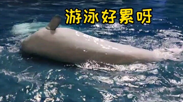 Paus Putih: Lelah berenang, naik ke atas sebentar untuk berbaring. (Selamat Hari Pertengahan Musim G