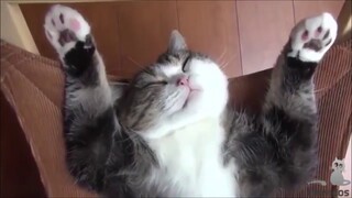 New Funny Animals Video 2023 | Funniest Cats and Dogs Videos | New Funny Video Of Cat And Dogs #218