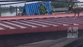 After the village was flooded, a young man took a rubber boat back to the village and found three pu