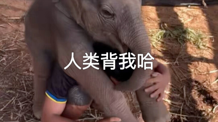 Heo con muốn được con người bế lên 😂