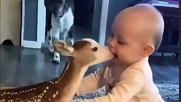 Mirip rusa bodoh versi Amerika, lucu banget!