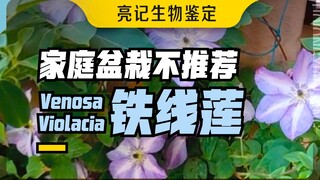骂骂咧咧地夸这种铁线莲