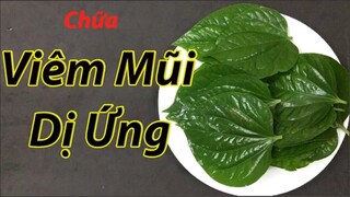 Chấm dứt viêm mũi dị ứng chỉ với 1 nắm lá lốt, hiệu quả hơn cả thuốc tây ( chữa viêm mũi dị ứng )