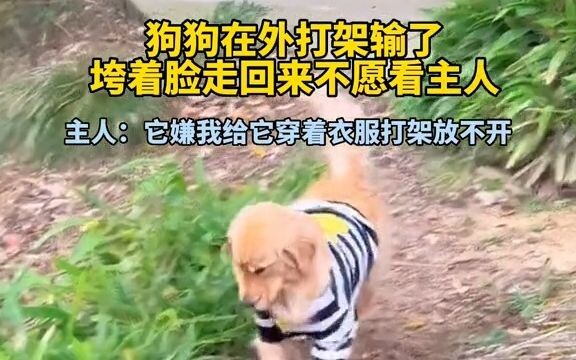 เจ้าหมาใส่เสื้อออกไปต่อยกับตัวอื่น แต่เพราะเคลื่อนไหวไม่คล่องเลยแพ้กลับมาหน้าหงอย ไม่กล้ามองเจ้านายส