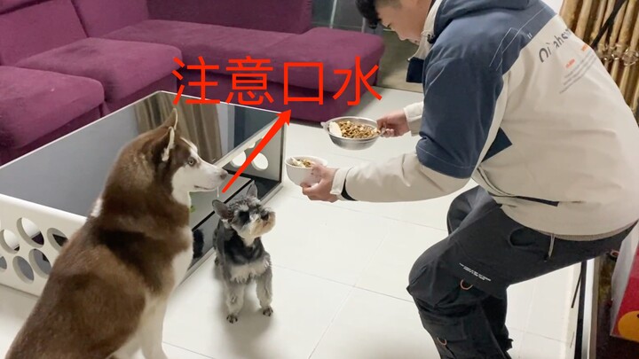 What will the husky do if you stay perfectly still while feeding it?