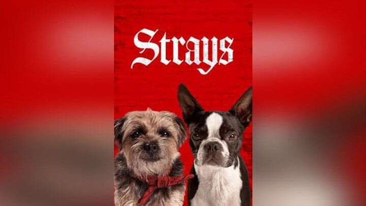 Strays (2023) - Watch Full Movie:Link In Description