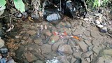 Kolam Kecil Penuh Ikan Warna-Warni Ada Air Mengalir
