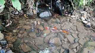 Kolam Kecil Penuh Ikan Warna-Warni Ada Air Mengalir