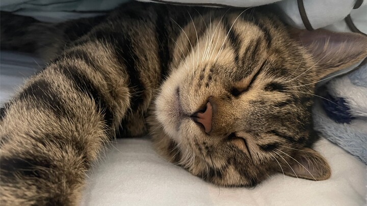 The kitten woke up and found that his mother was missing, so he meowed all the way to find her...