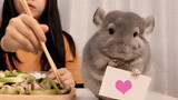 [Động vật]Live stream ăn uống của thú cưng chinchilla và chủ nhân