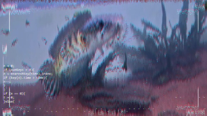 chana maculata gondrong