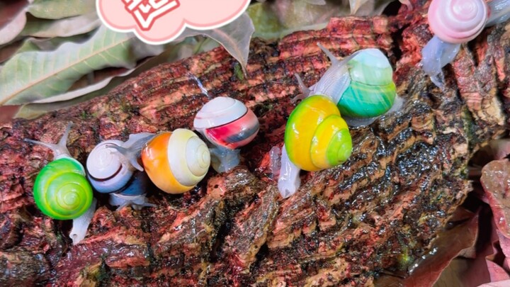 Building a luxurious rainforest terrarium for the never-before-seen rainbow snail