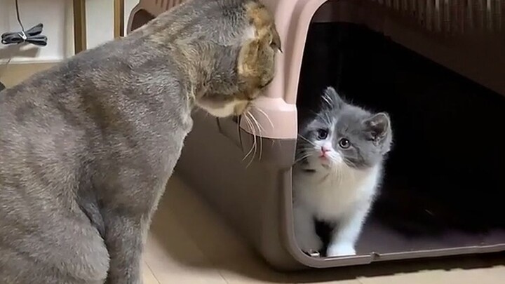 The new timid kitten was吓得 speechless by the old cat’s big paws~