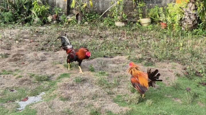 Training Gold vs. Boston Roundhead