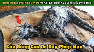 Con Dê Bị Dính Nhựa Đường Tưởng Không Qua Khỏi Và Cái Kết Được Cứu Sống Đầy Phép Màu | Tám Tới Tấp