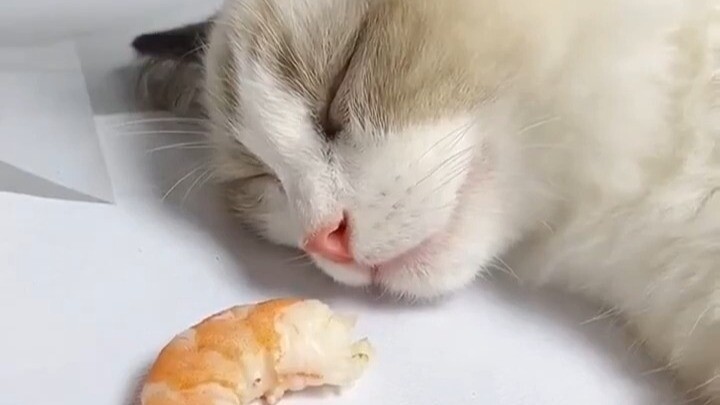 Wawancara Kucing