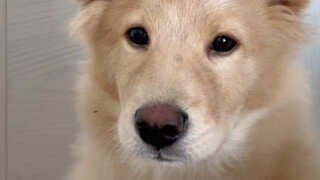 هناك أسد صغير بجانب السرير، ماذا أفعل؟ هل أهرب؟ عاجل!