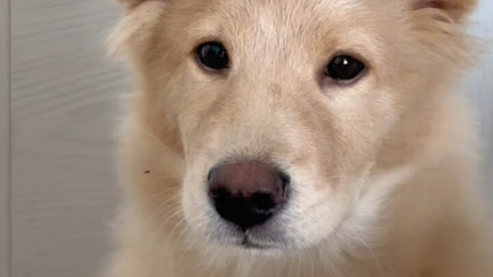 มีสิงโตตัวเล็กอยู่ข้างเตียง ทำยังไงดี ต้องวิ่งไหม รีบเลย