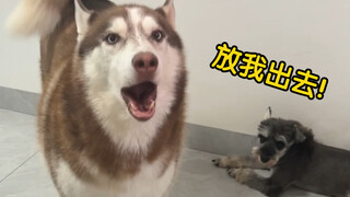 二哈骂骂咧咧不想呆空调房，放出去后它立马后悔了！
