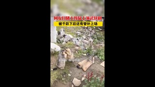 Netizen dari Ganzi, Sichuan menyaksikan tupai tanah memainkan drama kungfu, setelah yang satu terkap